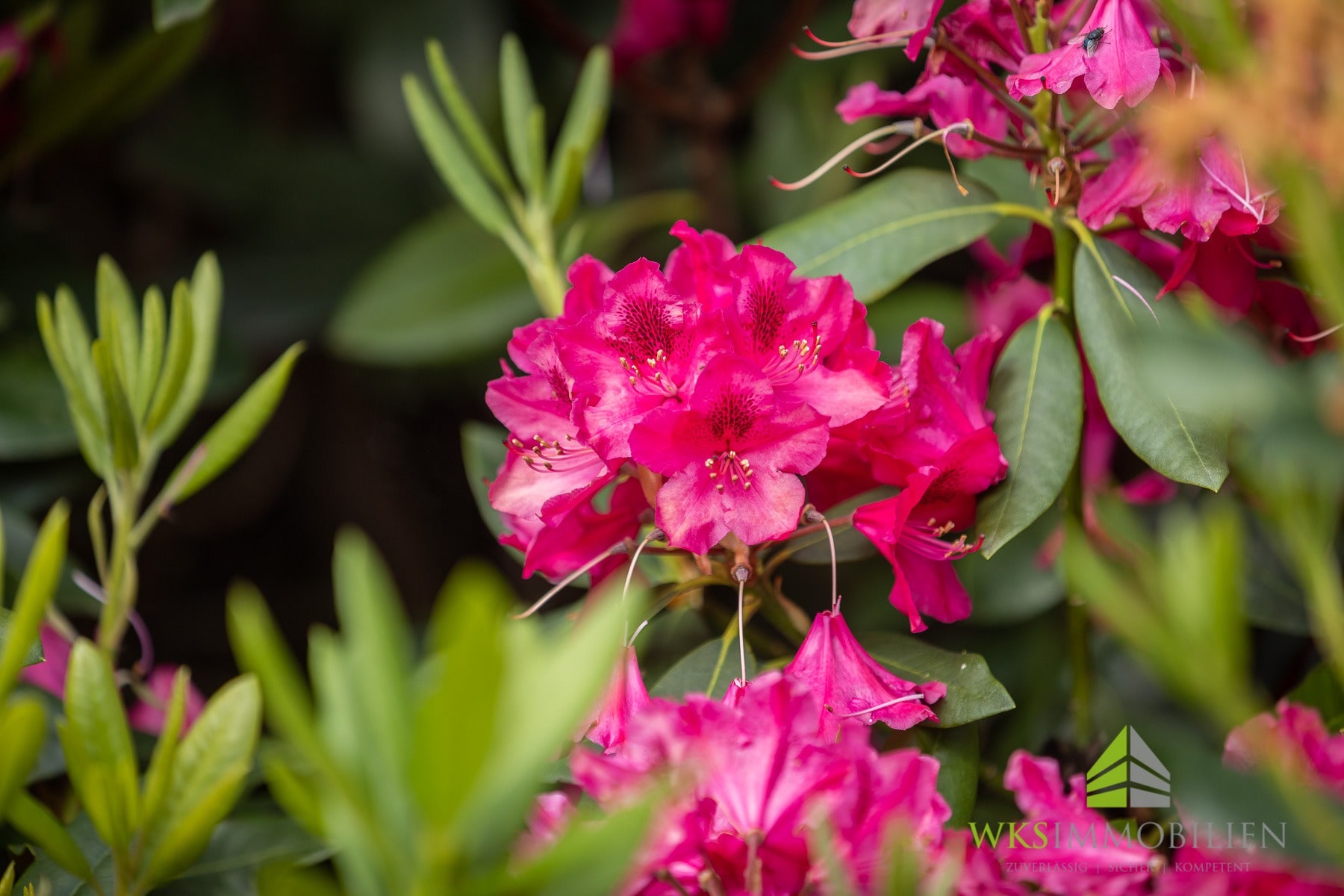 Rhododendron soweit das Auge reicht